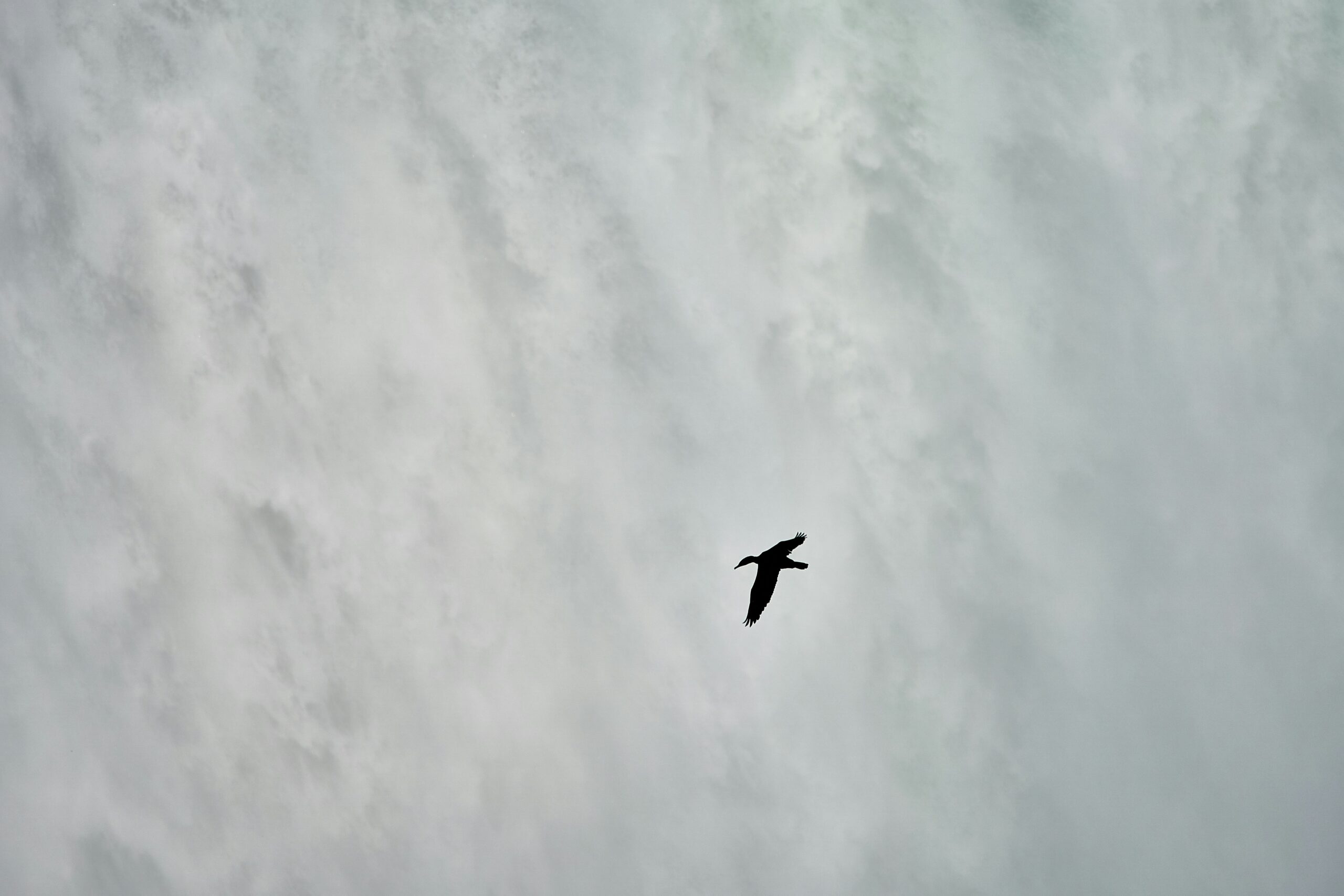 bird flying outdoors